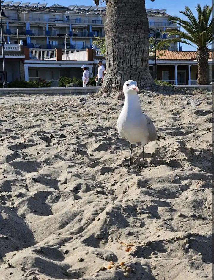 Апартаменты Habitacion En Piso Compartido Cerca De Playa Чильчес Экстерьер фото